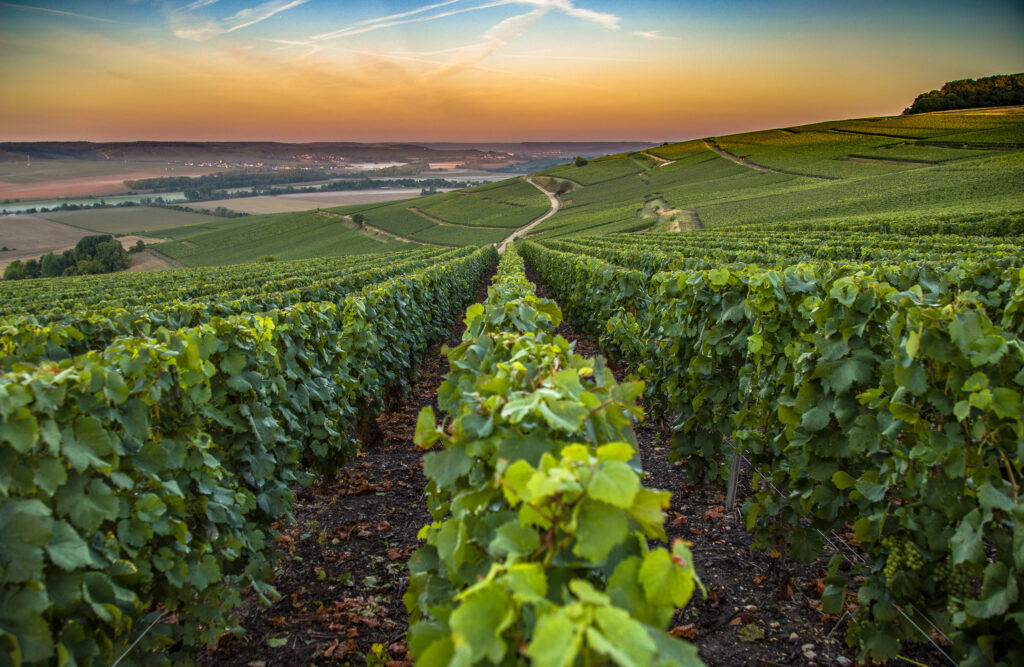 Un domaine viticole en Champagne